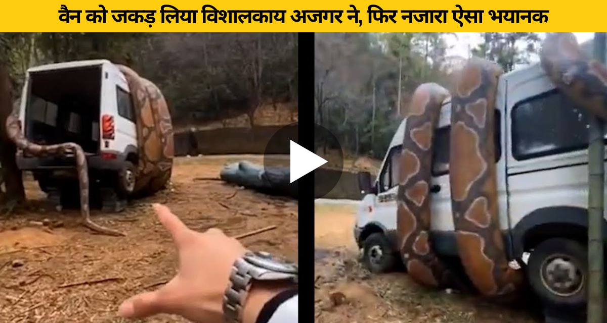 After all, who will win in the fight between cobra and cat