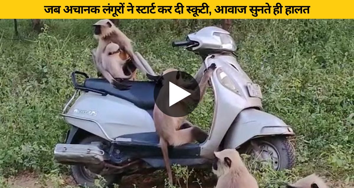 langurs started scooty
