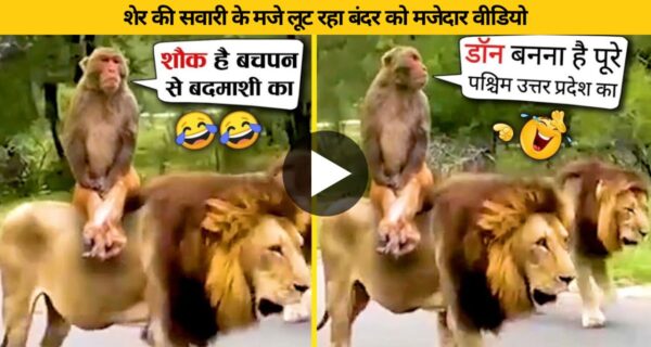 शेर की सवारी के मजे लूट रहा बंदर को मजेदार वीडियो हो रहा वायरल