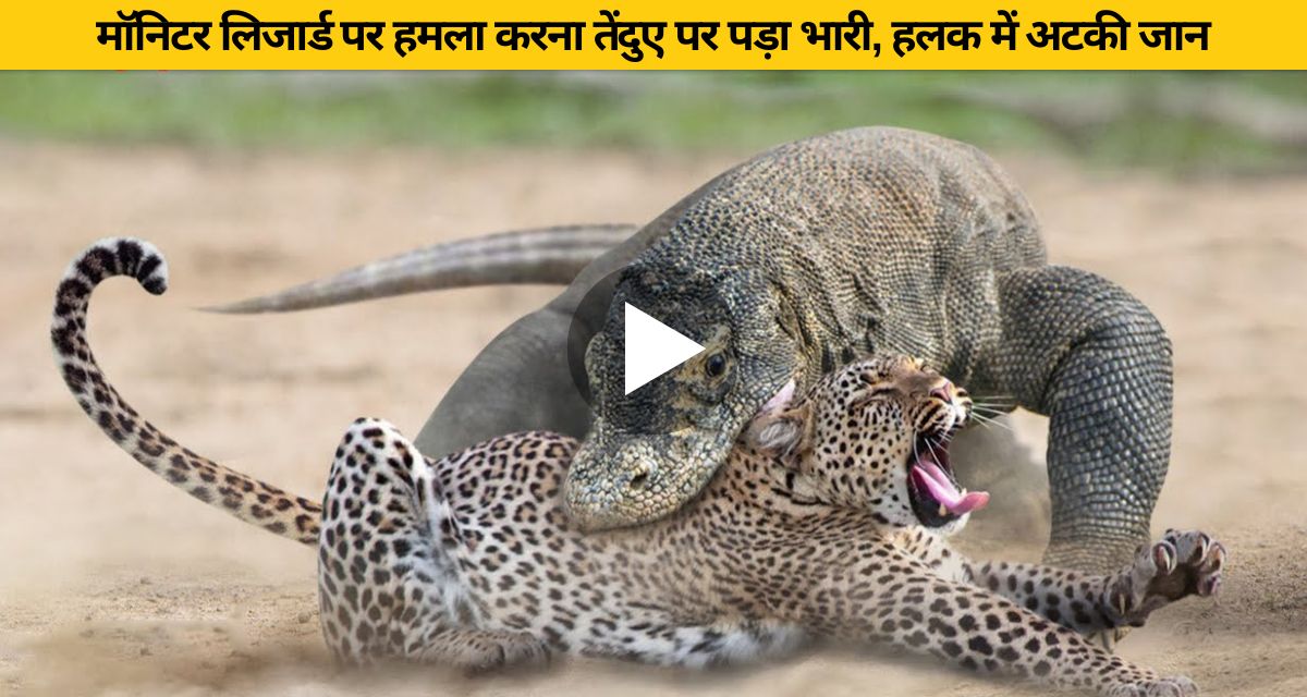 Attacking the monitor lizard was heavy on the leopard