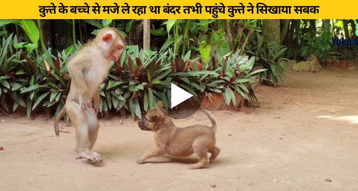 The monkey was having fun with the dog