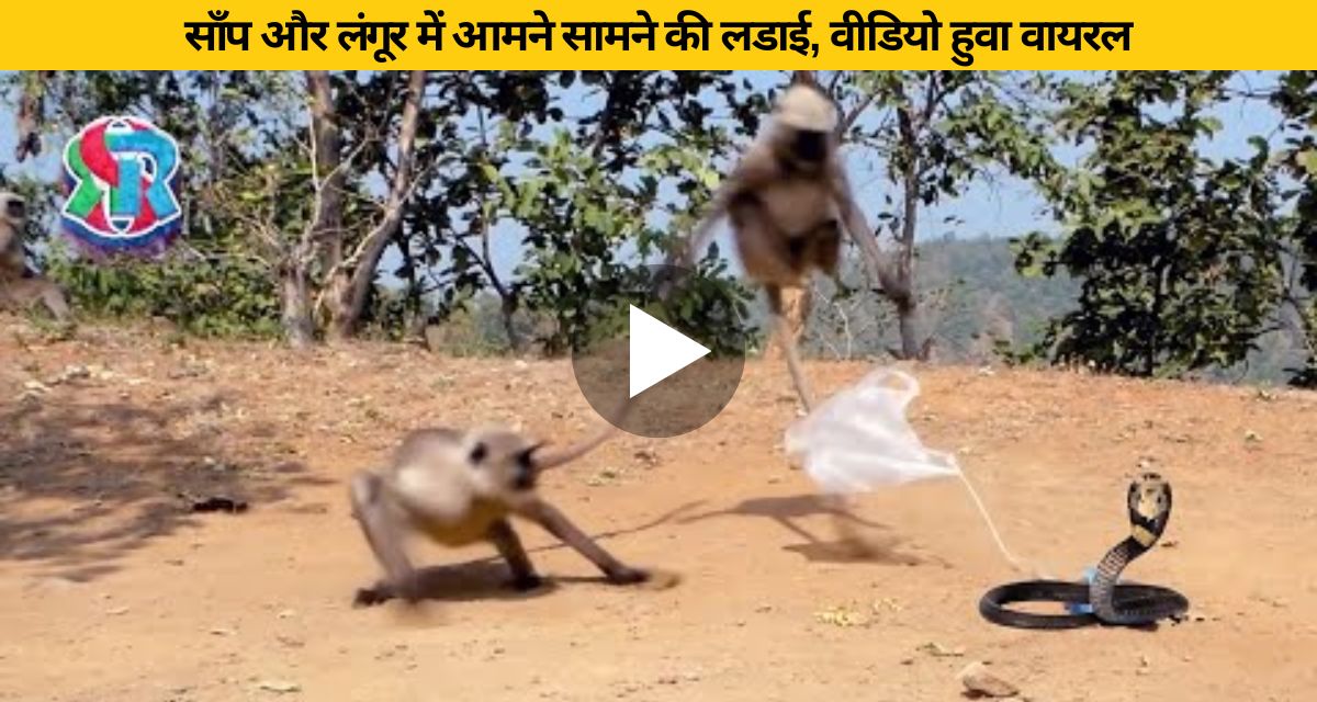 The langur jumped on seeing the snake