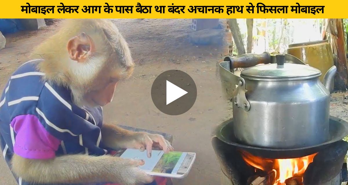 Monkey was sitting near the fire with mobile