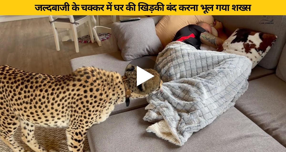 A cheetah suddenly reached the sleeping person from the window