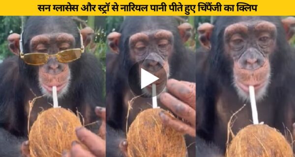 स्टाइलिश चश्मा और नारियल पानी पीते खुद को हीरो समझ रहा चिंपैंजी मना रहा वेकेशन