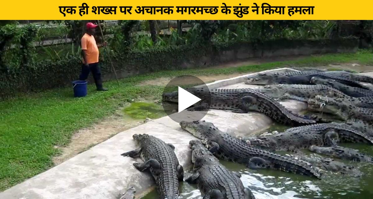 The same person was suddenly attacked by a herd of crocodiles