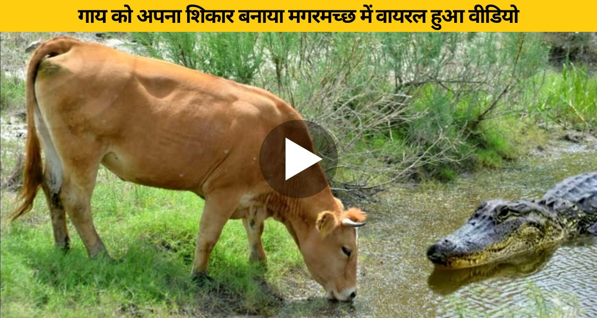 Crocodile made cow his prey