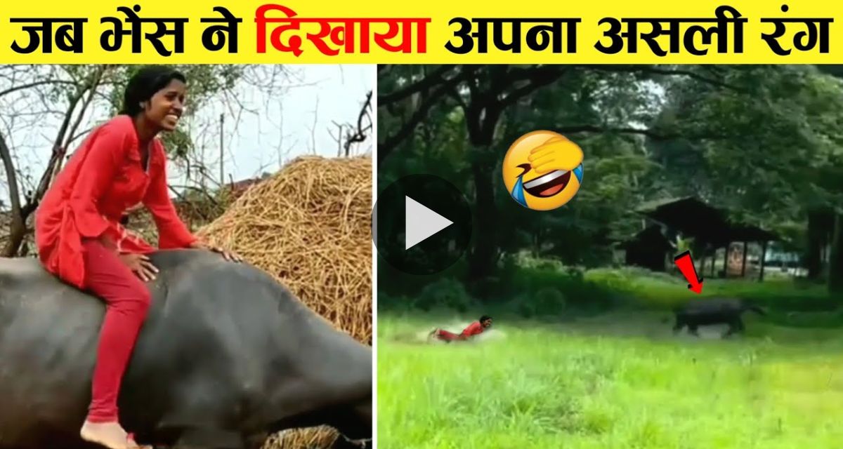 The buffalo taught a lesson to the girl having fun by climbing on the buffalo