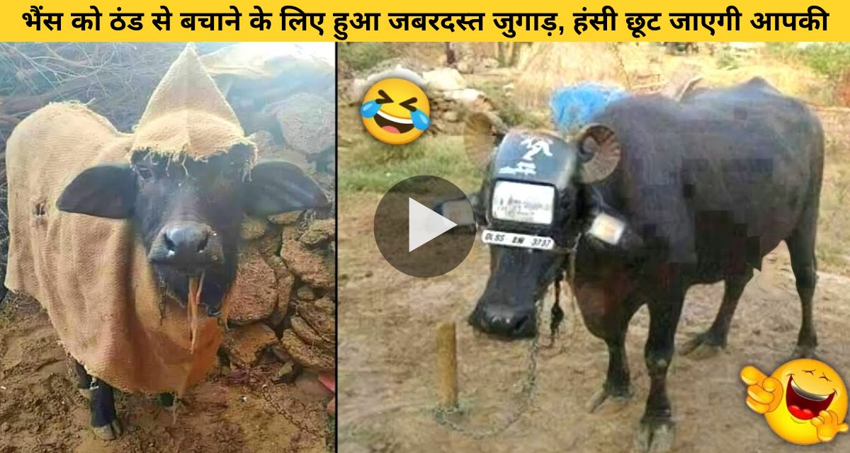 Tremendous jugaad to save buffalo from cold