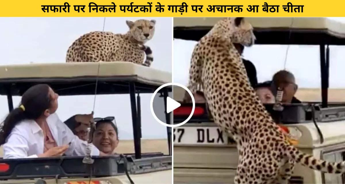 A cheetah suddenly came on the car of tourists who went on safari