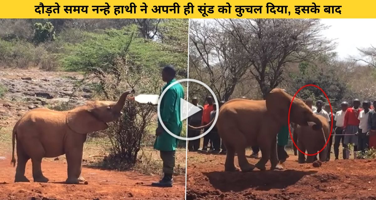 The elephant's child was crushed to death by its own trunk.