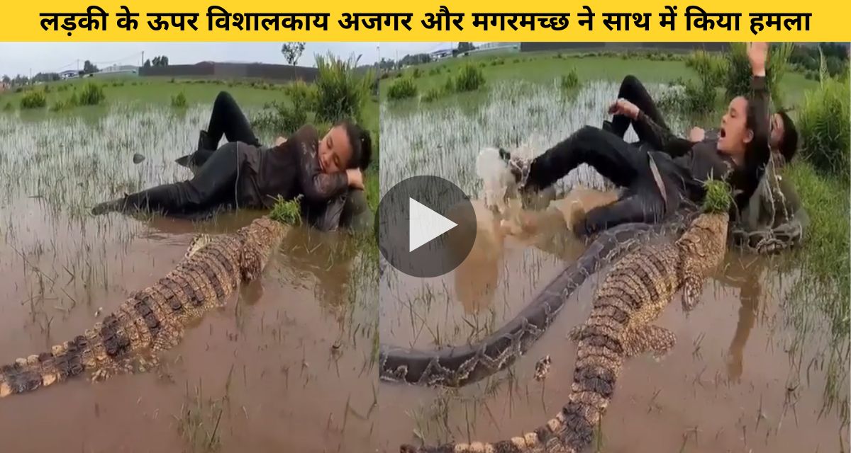 Giant python and crocodile attacked the girl in the water together