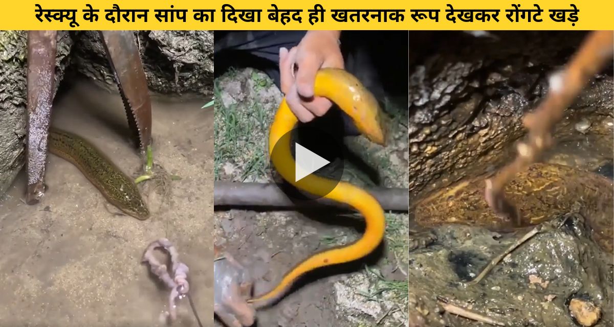 Very dangerous form of snake seen during rescue