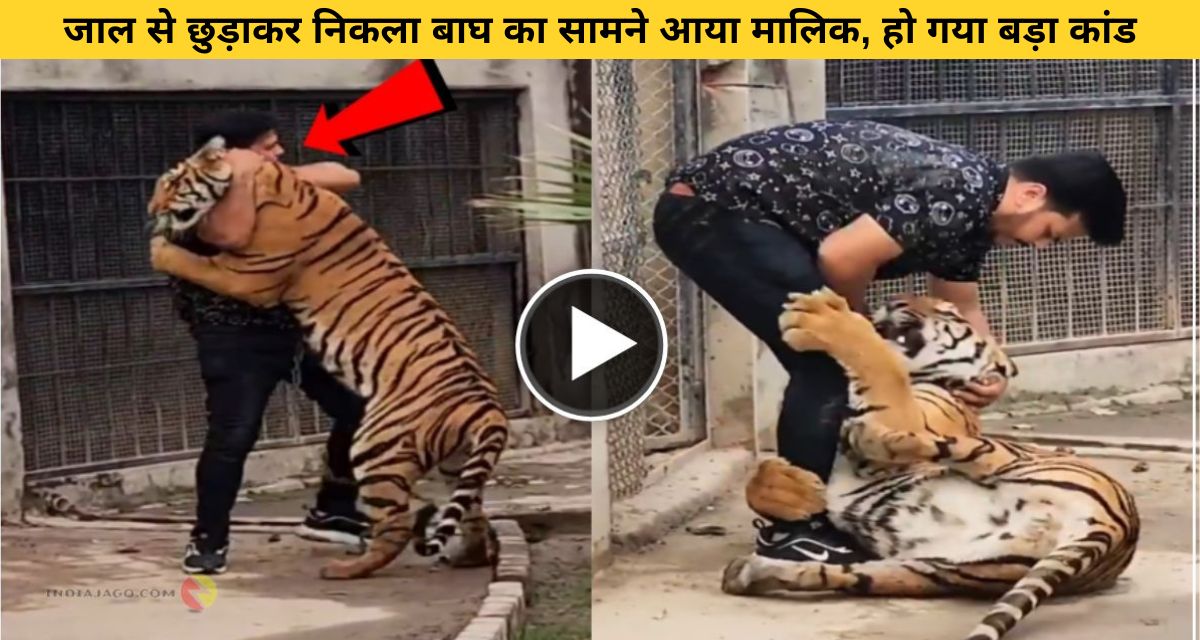 The tiger attacked the owner