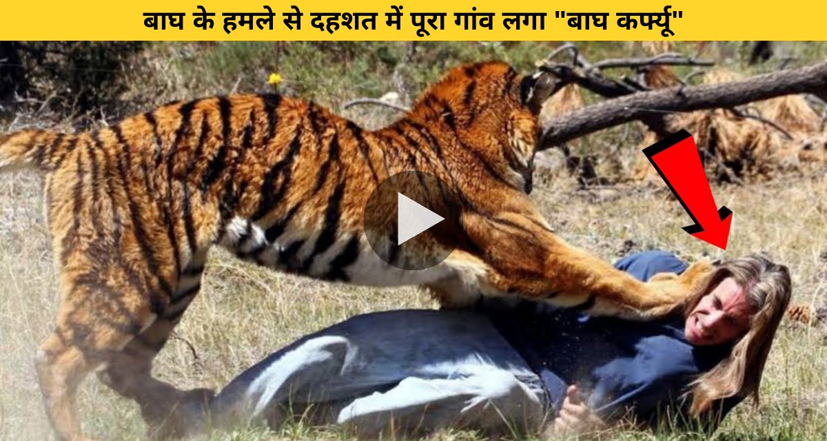 Whole village in panic due to tiger attack
