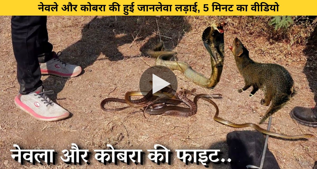 Snake retaliating to repeated attacks of mongoose