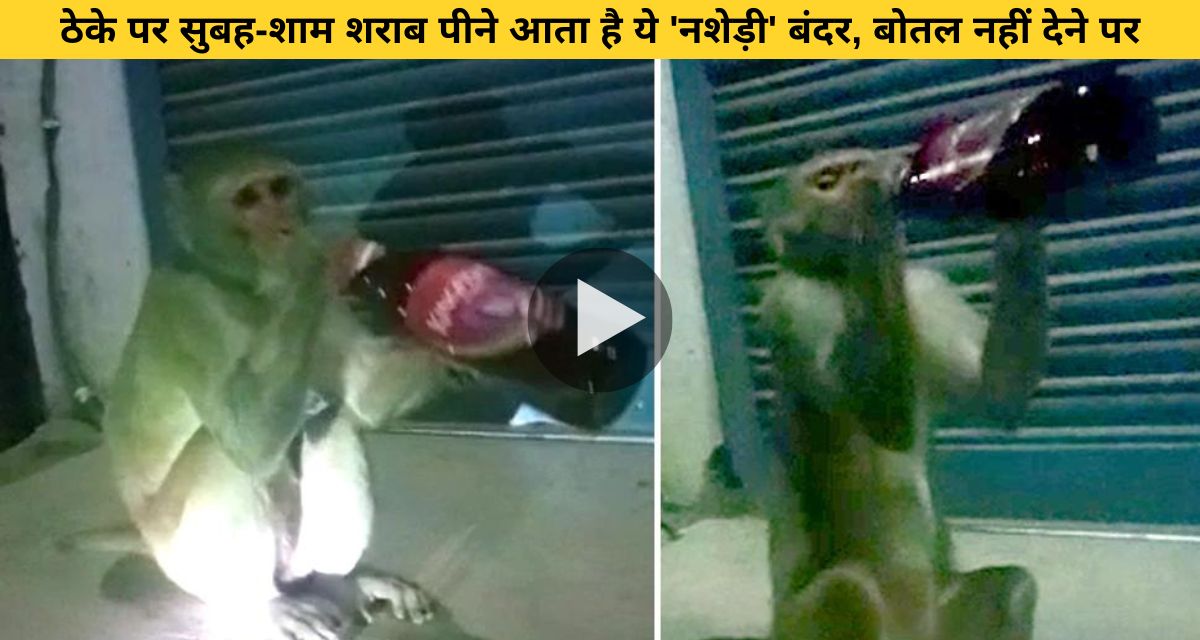 Drunken monkey creates ruckus if alcohol is not available