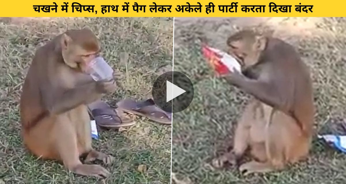 Monkey enjoys wine and chips alone in the park