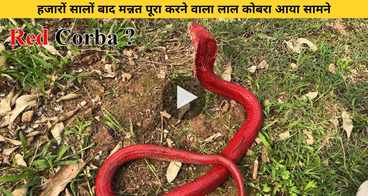 strange colored snake