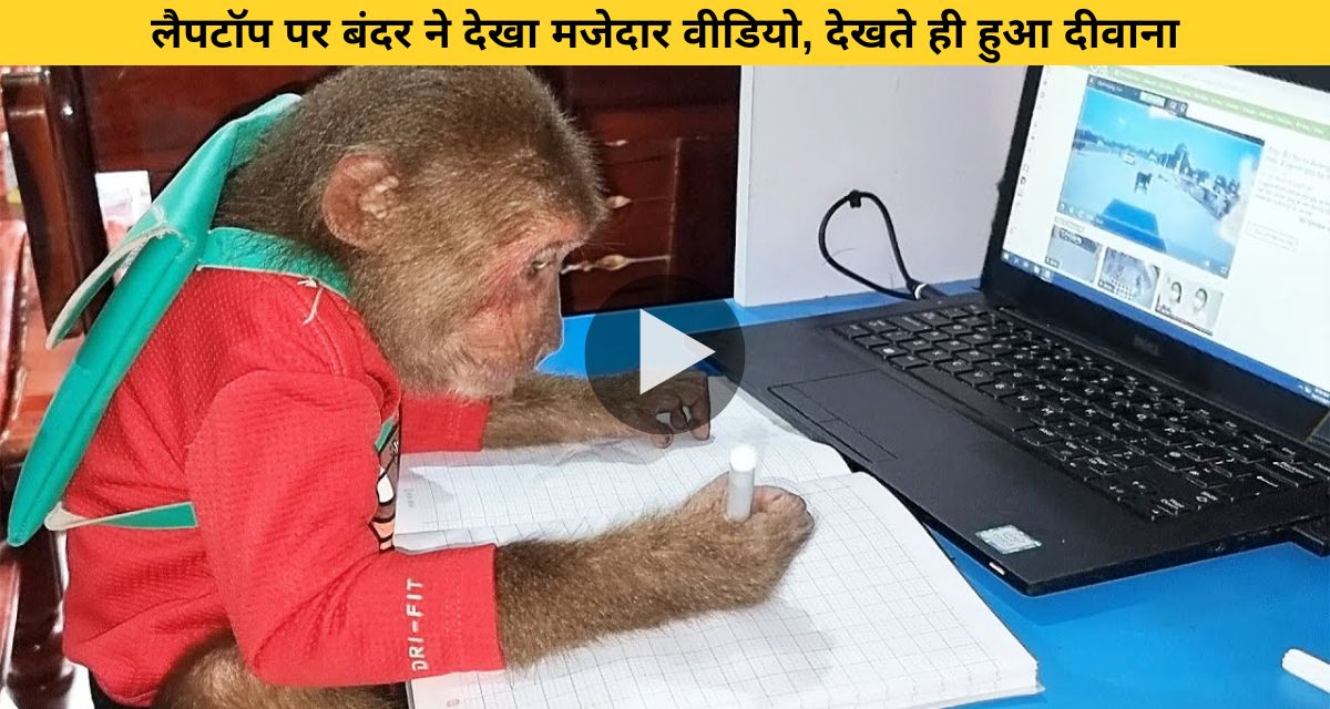 monkey watched funny video on laptop