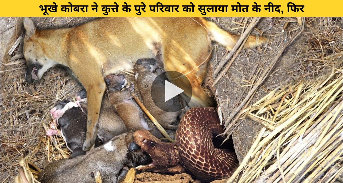 dog gave birth to babies in the morning