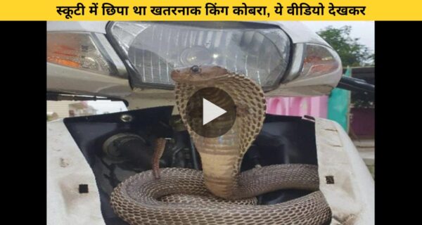 स्कूटी के हेडलाइट में छुपा था कोबरा सांप हाथ लगाते ही मारने लगा फूंफकार