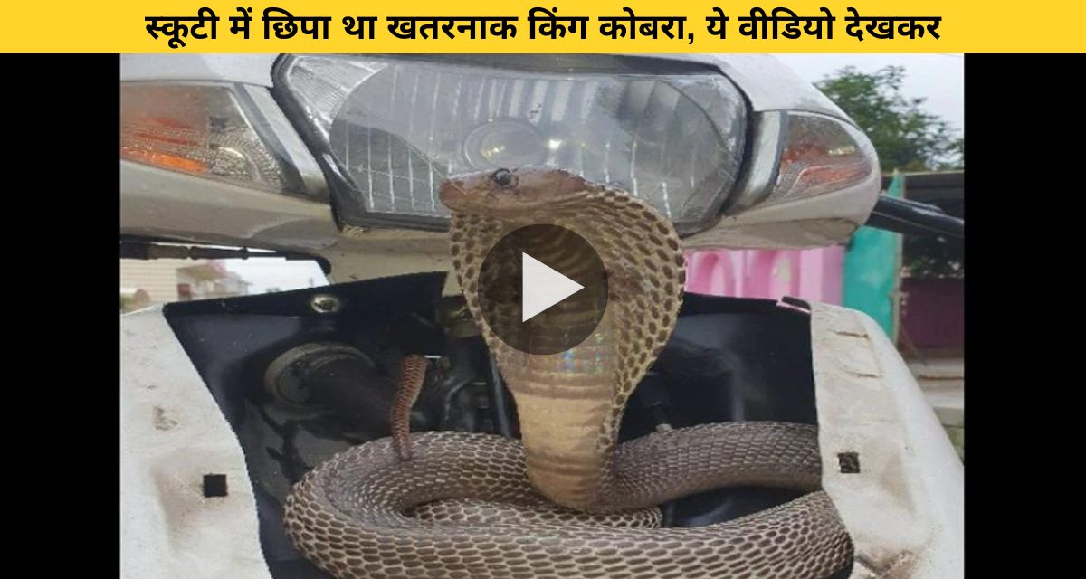 Cobra snake was hidden in the headlight of the scooty