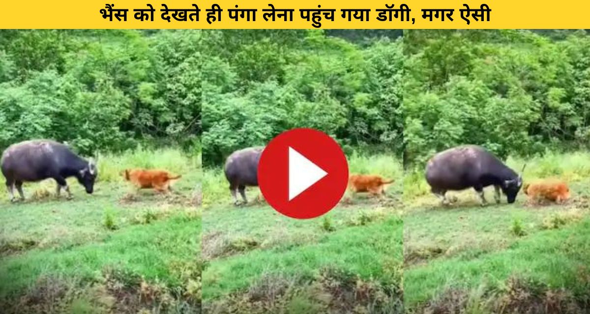 The dog made a mistake by messing with the buffalo
