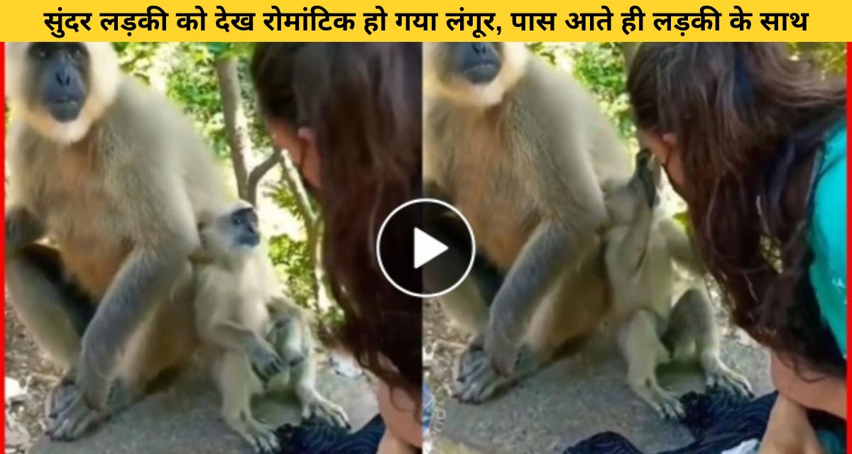 Langur did such an act with a girl who was feeding peanuts