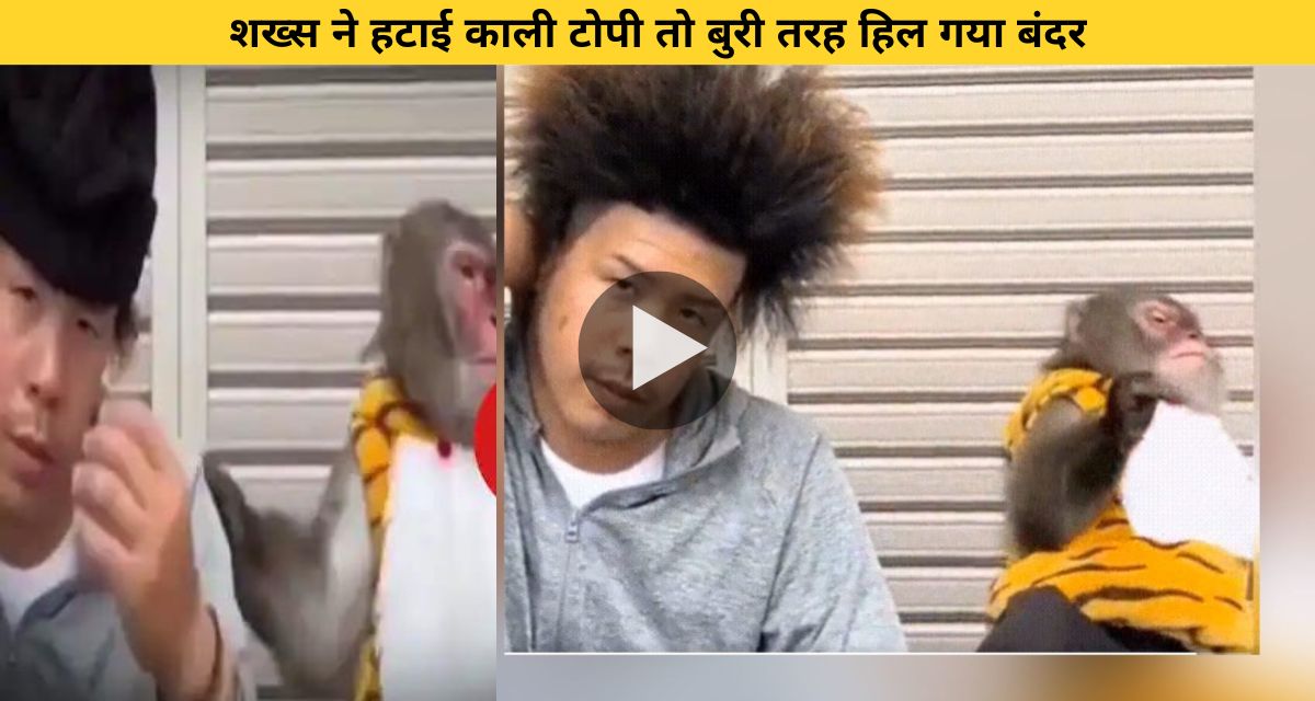 Monkey fainted after seeing man's hair