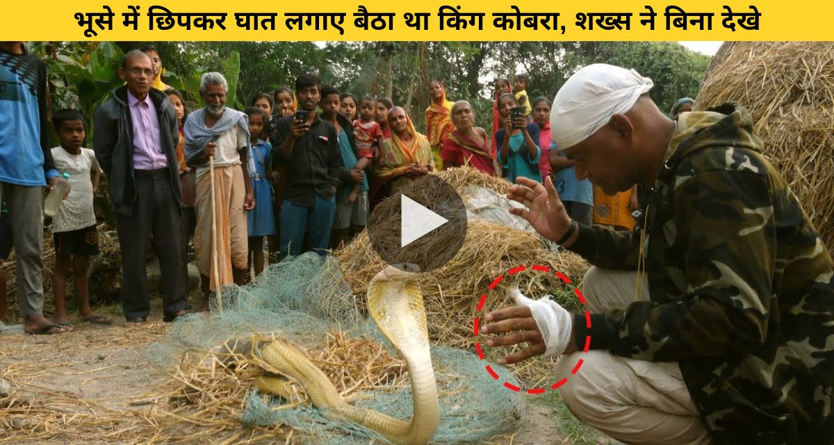 Cobra hiding in the straw made a fatal attack on the snake catcher