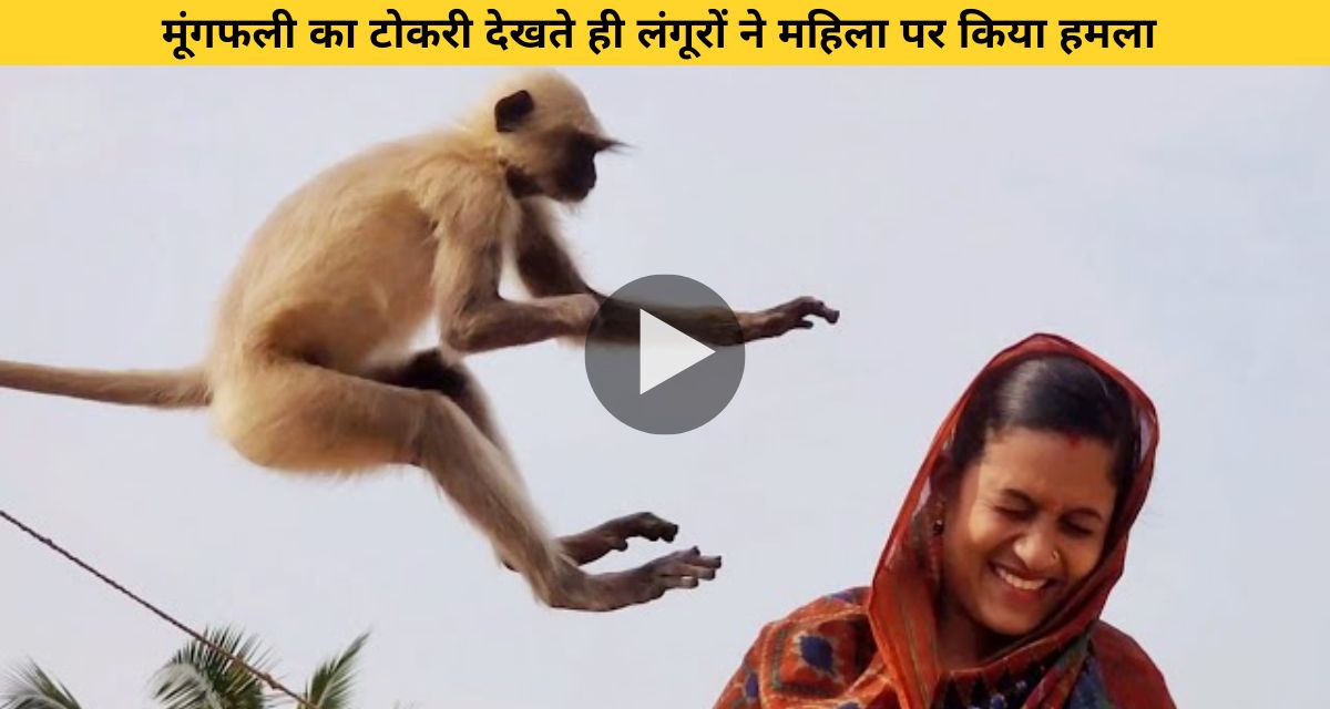 Langurs attacked the woman