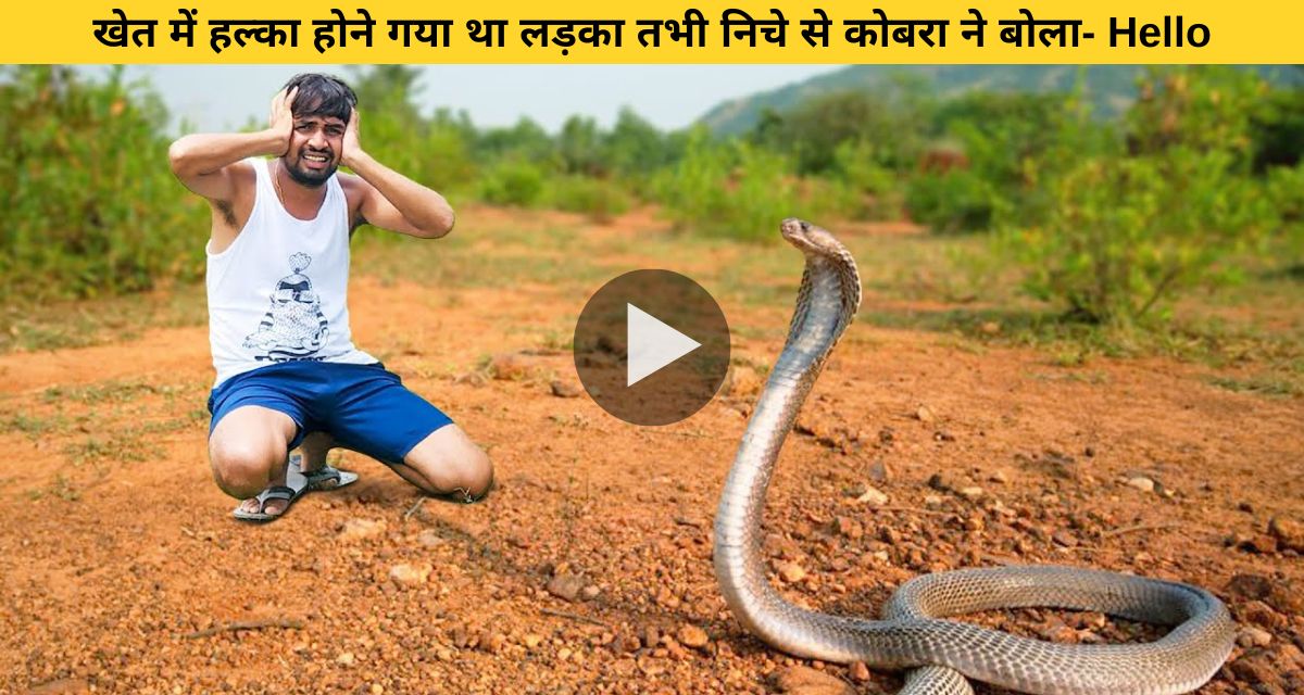 Cobra snake suddenly attacked the farmer in the field
