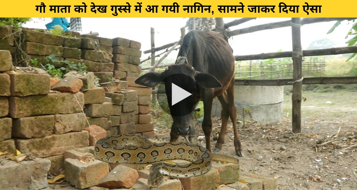 Cobra attacked the cow