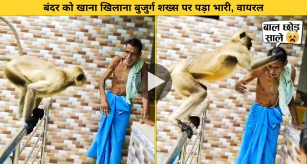 बंदर को खाना खिलाना बुजुर्ग शख्स पर पड़ा भारी, वायरल हो रहा वीडियो
