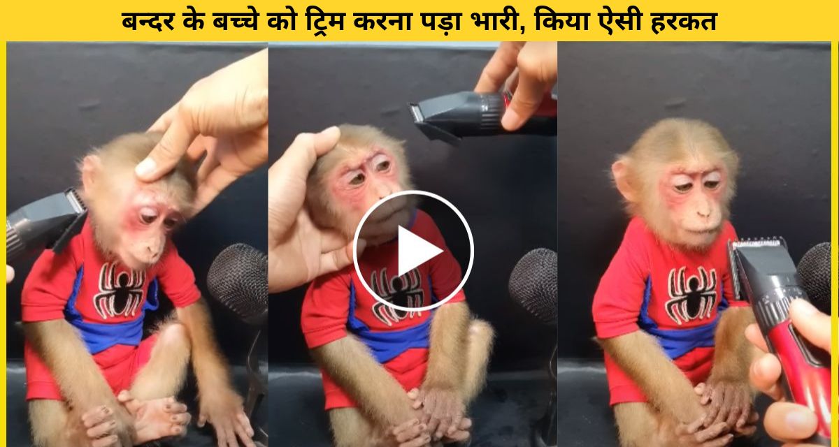 baby monkey used hair trimmer