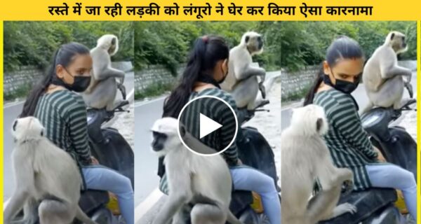 स्कूटी चला रही महिला के ऊपर अचानक बंदरों ने किया हमला, वायरल हो रहा वीडियो