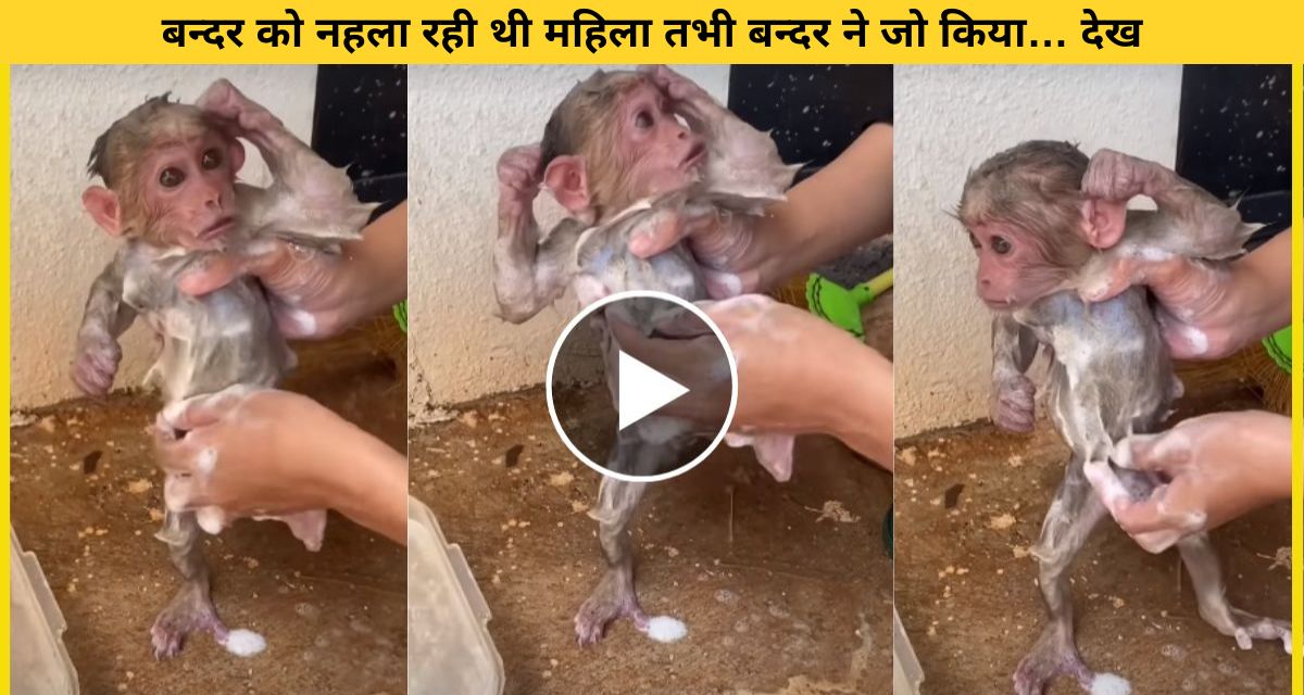Tremendous reaction of monkey bathing in cold water