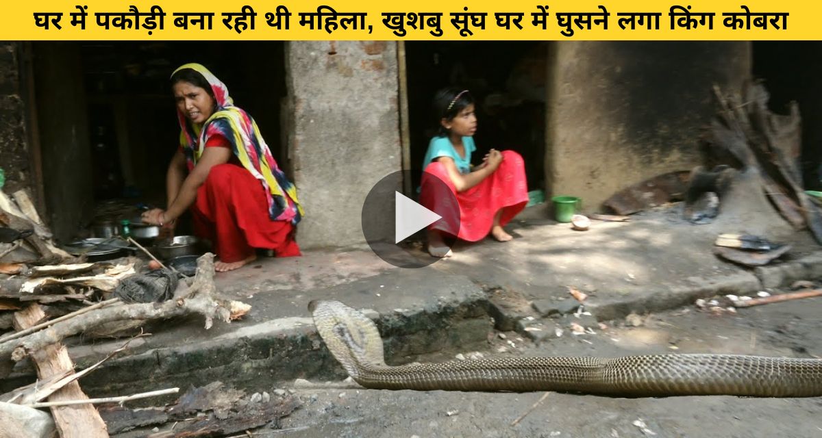 King cobra snake suddenly reached the woman who was cooking
