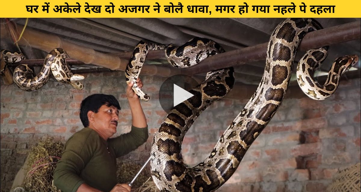 Python fiercely attacked the snake catcher doing the rescue