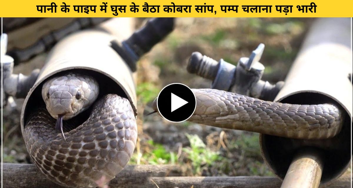 Russell's viper snake in water tank