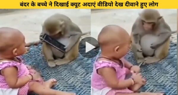 बंदर के बच्चे ने दिखाई क्यूट अदाएं वीडियो देख दीवाने हुए लोग