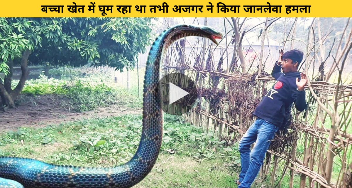 Python attacked the boy