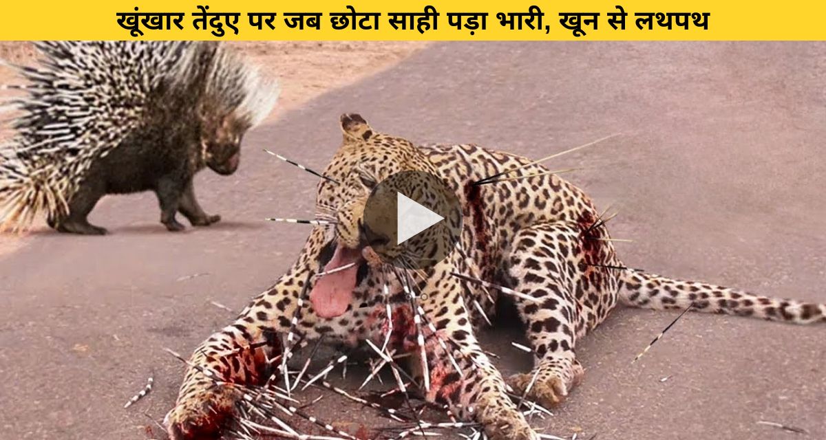 When the small porcupine had a heavy toll on the dreaded leopard