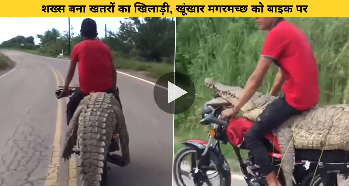 Man enjoying ride by tying crocodile on bike