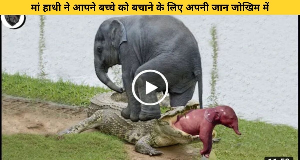 Elephant to save her baby from crocodile's mouth