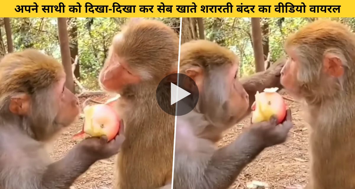 Monkey eating apple after teasing fellow monkey
