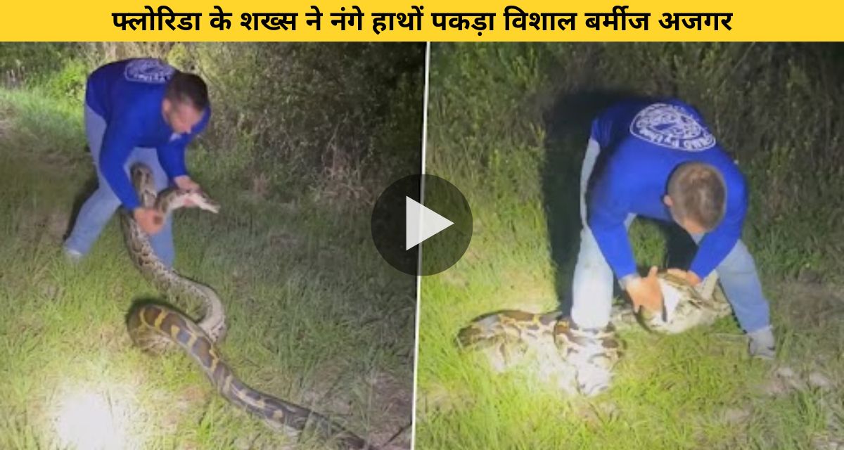 Man caught 16 feet python with bare hands