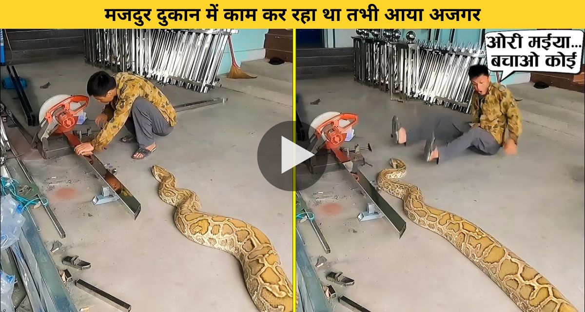 Python suddenly reached the person working in the factory