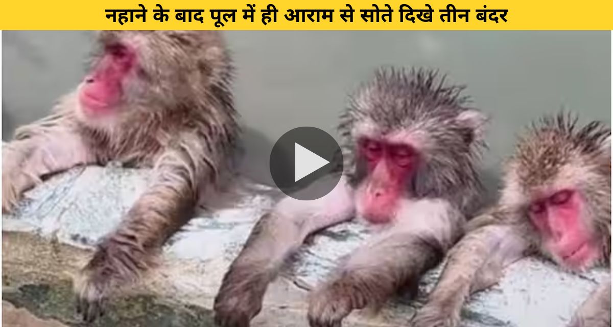 These three monkeys were seen enjoying bath time